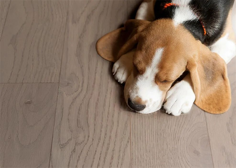 居家摯愛進口地板,優(yōu)雅永不過時 圖片 9 居家摯愛進口地板,優(yōu)雅永不過時 圖片 9