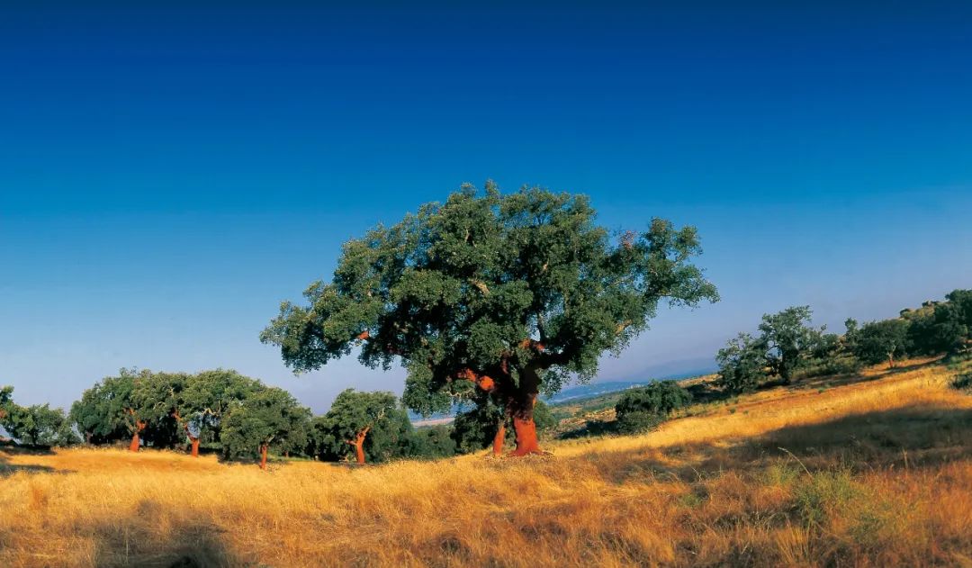 全國速凍為家穿秋褲,得高軟木為全家帶來溫馨享受 image2 全國速凍為家穿秋褲,得高軟木為全家帶來溫馨享受 image2