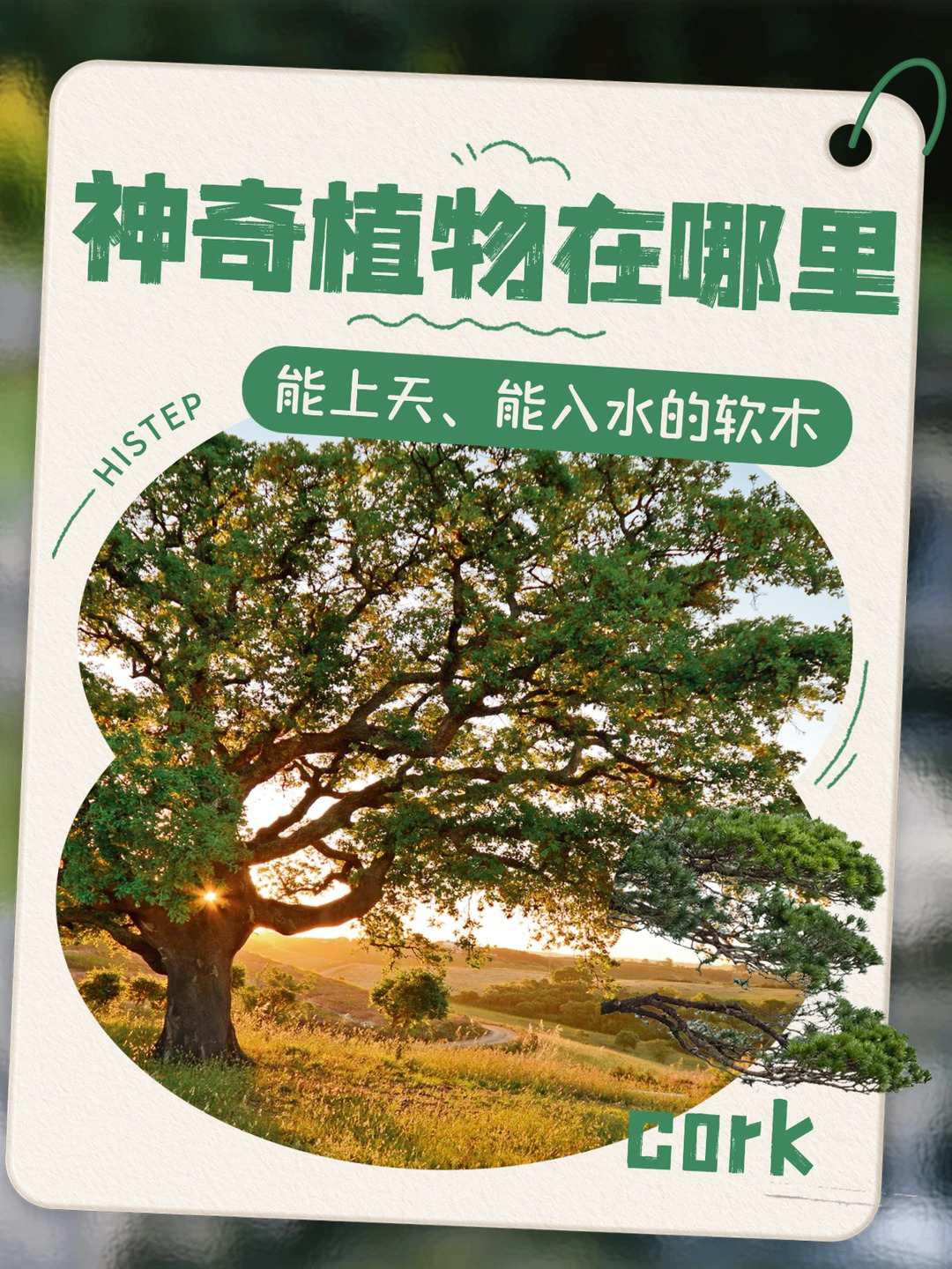 神奇植物在哪里,能上天、能入水的軟木! 圖片15 神奇植物在哪里,能上天、能入水的軟木! 圖片15